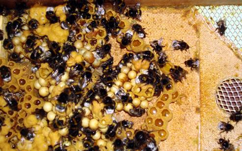 Trzmiele do zapylania