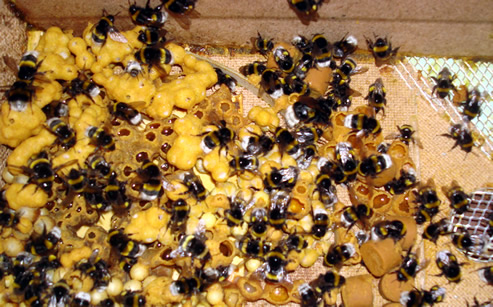 Trzmiele do zapylania