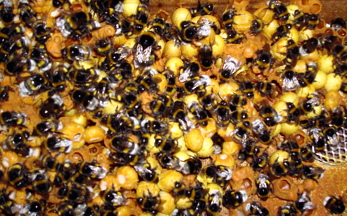 Trzmiele do zapylania