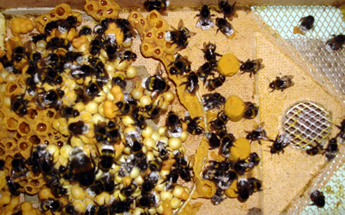 Trzmiele do zapylania