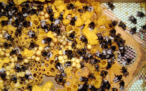 Trzmiele do zapylania