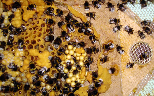 Trzmiele do zapylania