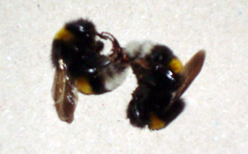 Trzmiele do zapylania