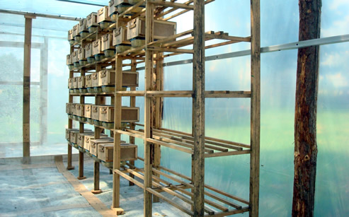 Trzmiele do zapylania