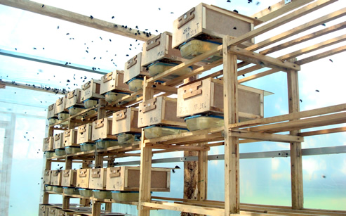 Trzmiele do zapylania