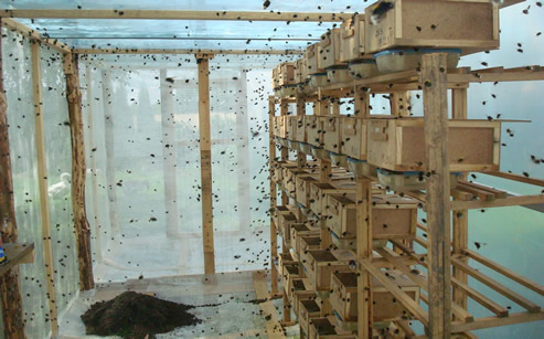 Trzmiele do zapylania