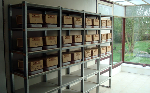 Trzmiele do zapylania