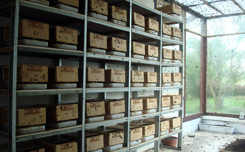 Trzmiele do zapylania