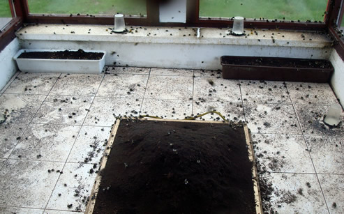 Trzmiele do zapylania