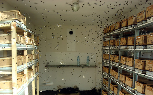 Trzmiele do zapylania